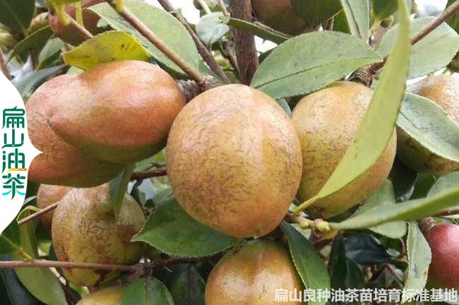 梧州大（dà）果油茶苗（miáo）批發