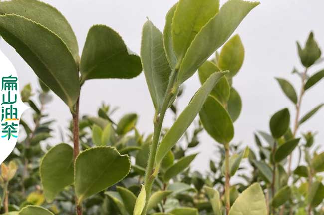 陝西油茶苗培育