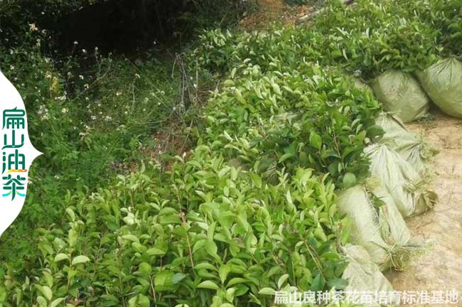 瓊海2年油茶苗培育