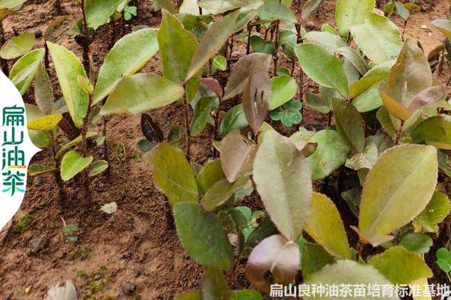 湖南軟枝油（yóu）茶苗批發