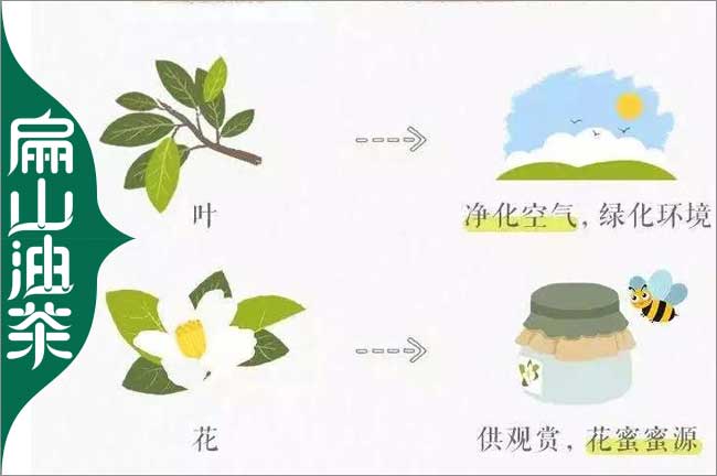 茶油生長情況