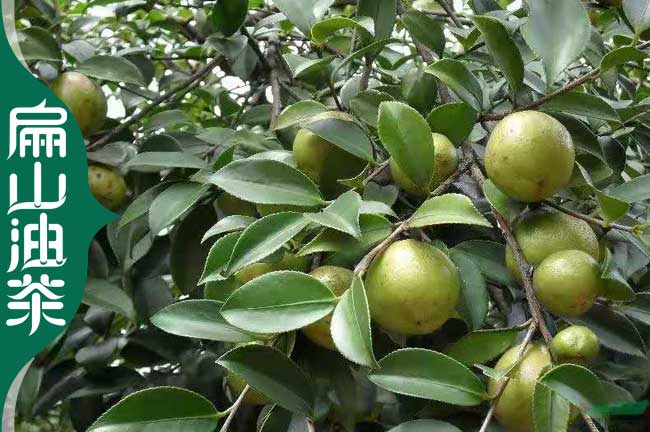 金華油茶（chá）苗培育