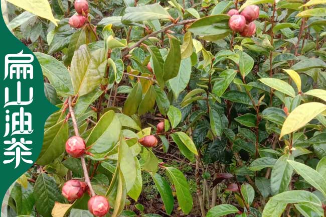 廣西紅花油茶苗批發