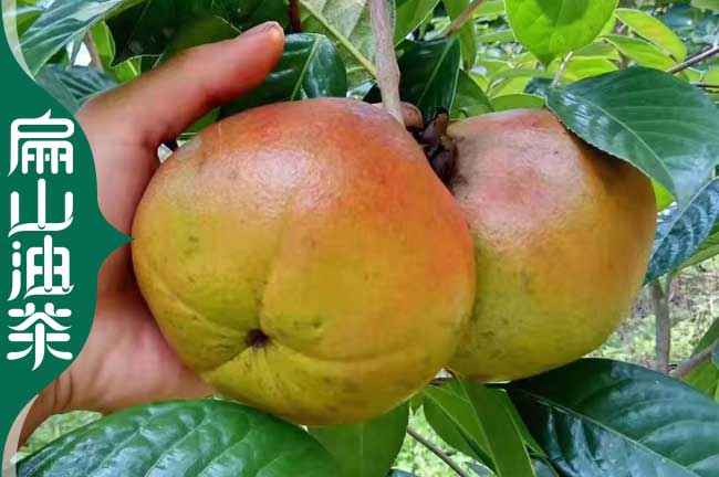 [袋苗批發]銅仁紅花油茶苗 小杯苗 銅仁大果培育 1-2年 50CM