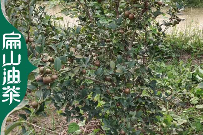 銅梁油茶種植（zhí）