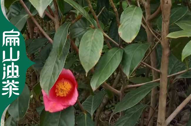 凱裏紅花（huā）油茶苗批發