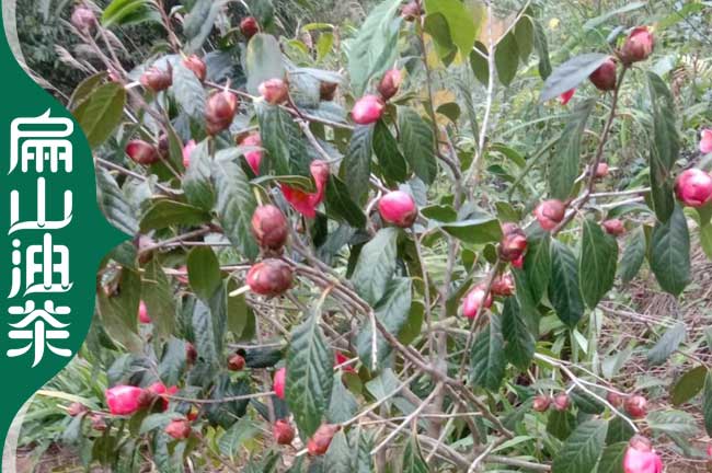 湘西大果油茶苗培育