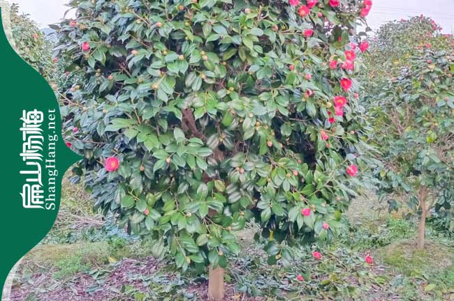 金華紅花油茶苗批發