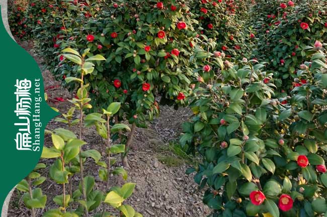 甘孜紅花大果油茶苗批發