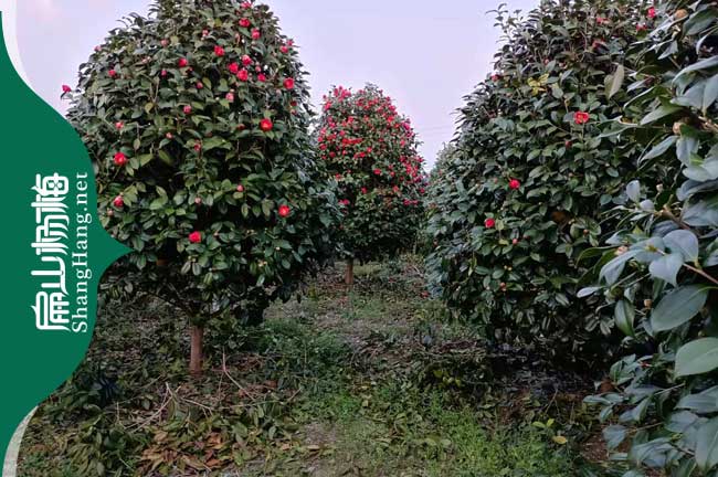 安陽紅（hóng）花大果油茶苗