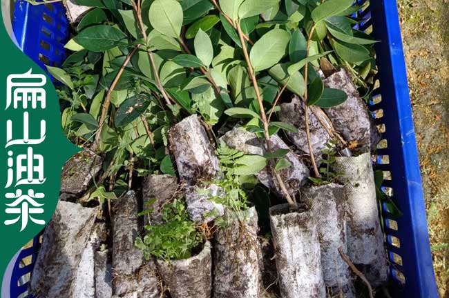 [2023茶樹茶葉苗（miáo）]湖州培育油茶苗批（pī）發 湖州龍（lóng）井茶葉苗1年2CM