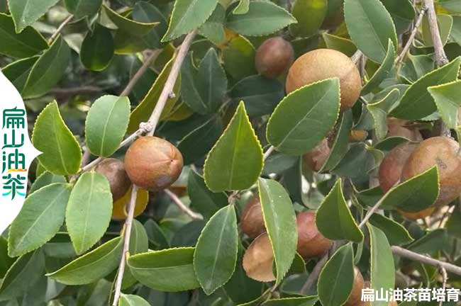 攀枝花油茶種植