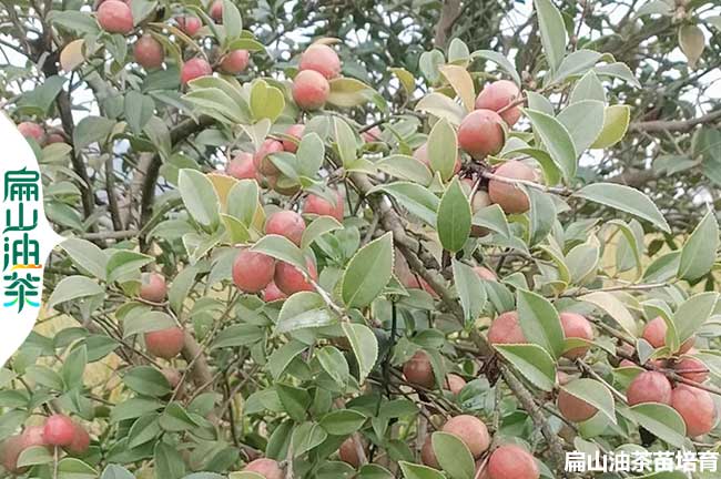 廣元油茶種植