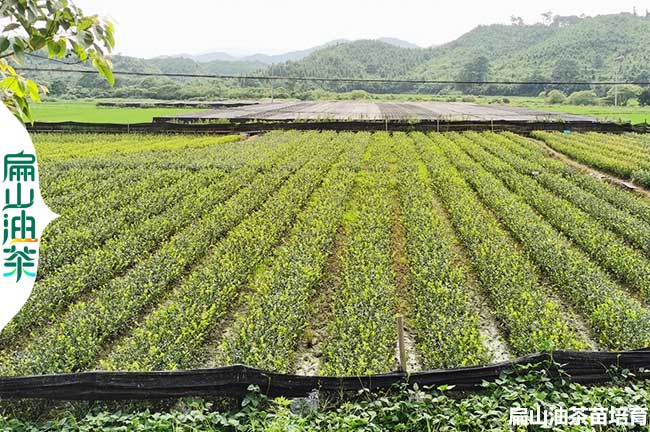 改良眉山茶（chá）葉苗培育基地 眉山長林53-40號油（yóu）茶苗小杯苗批發