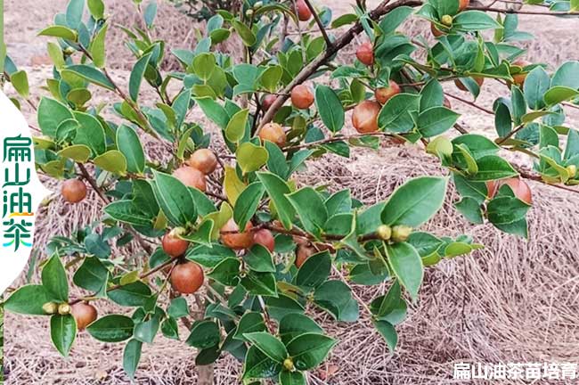 雅安油茶（chá）種植