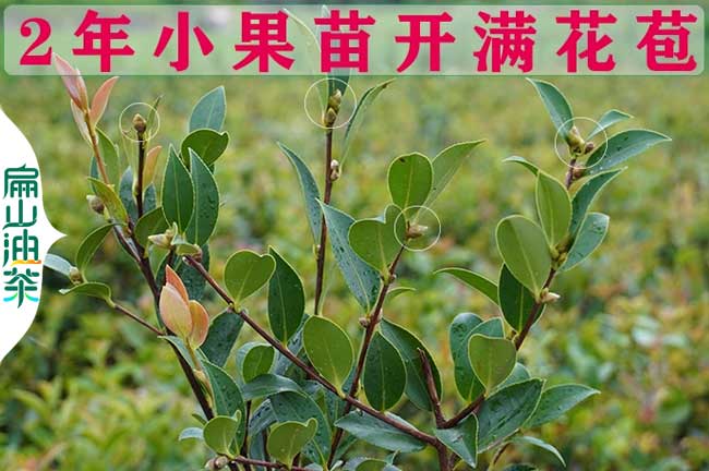 攀枝花2年油茶（chá）苗價格