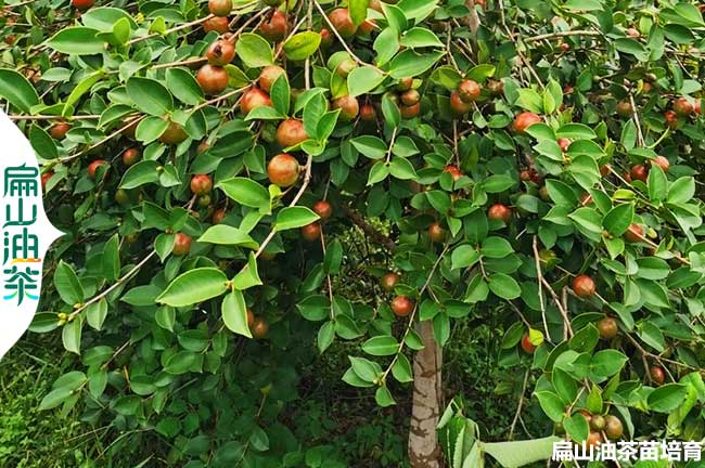 吉安紅皮油茶（chá）苗培育