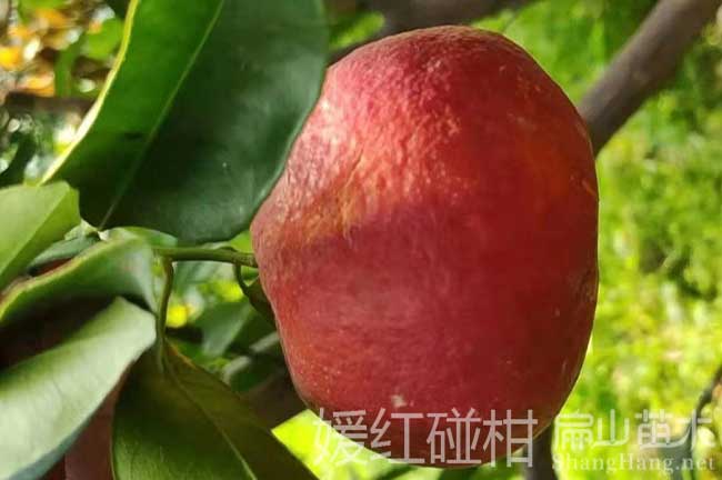 橘子（zǐ）苗批發