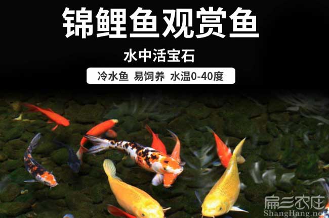 福建觀賞魚養殖