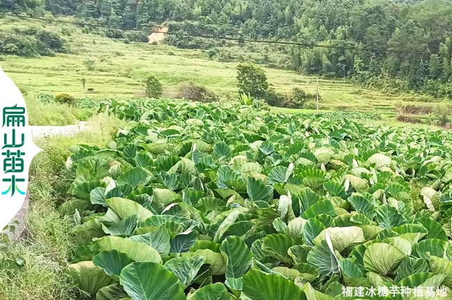 龍岩芋（yù）頭種植基地