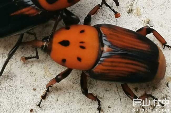 廣東竹蟲種苗批發