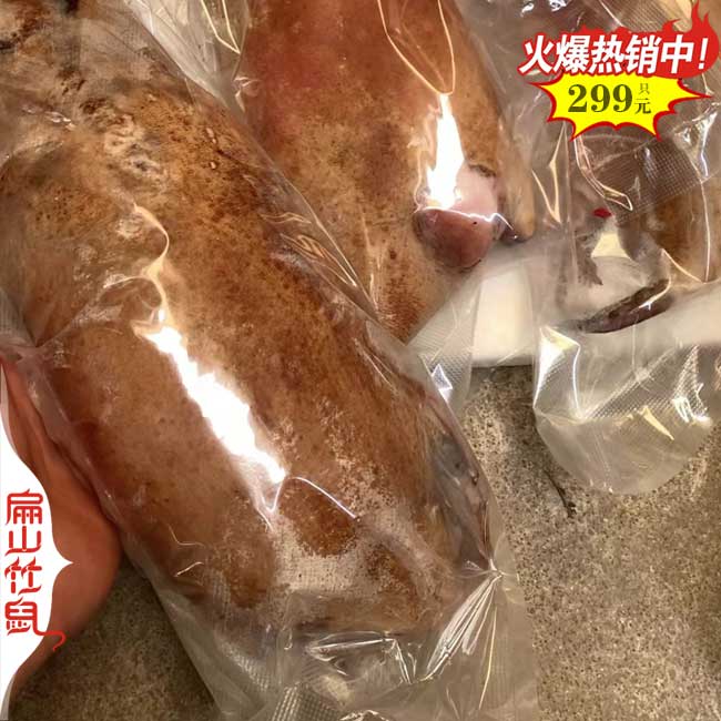 桂林竹鼠養殖