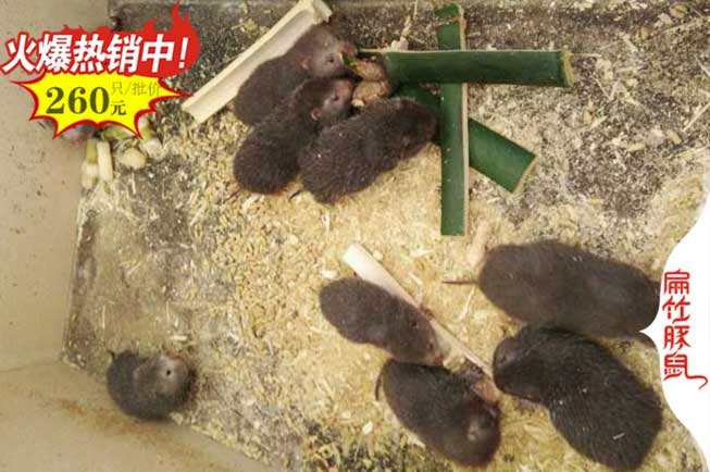 竹鼠養殖技術