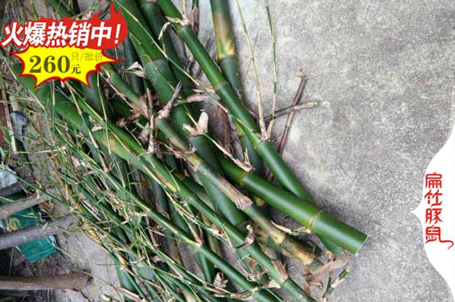 昆明竹（zhú）鼠養殖