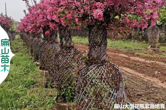 貴州海堂花（huā）紫薇