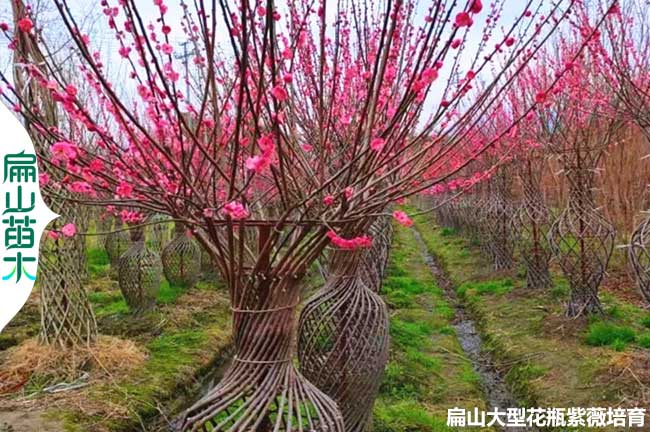 佛山天鵝絨紫薇花瓶