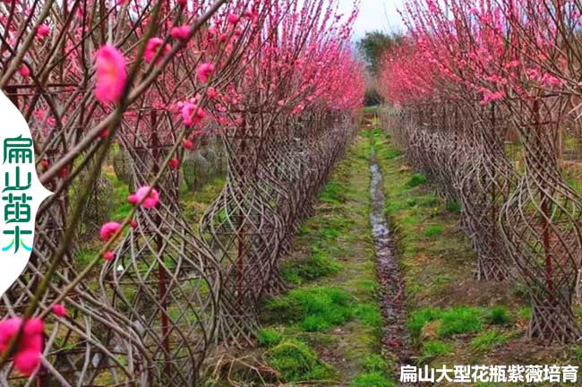 福建紫薇花瓶（píng）造型批發