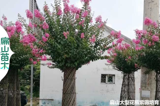 福建茶葉苗培育電話 福建省油茶小杯苗茶（chá）花苗批發（fā）基地（dì）址2元