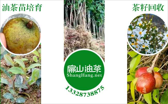 萍鄉油茶苗批發（fā）