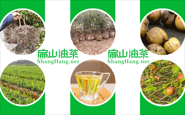 撫州油茶種（zhǒng）植