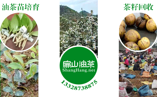 中國大果茶籽樹（shù）苗培育