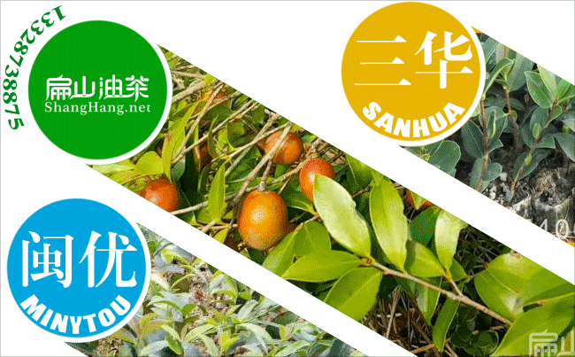 油（yóu）茶種植技術培訓