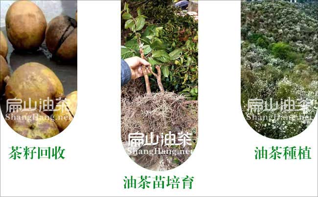 廣西軟枝3號（hào）油茶苗