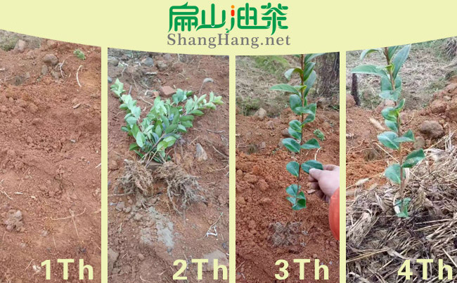 油茶種（zhǒng）植方法