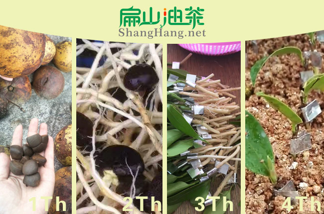 油（yóu）茶種植方法