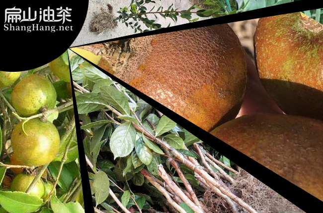 油茶（chá）種（zhǒng）植肥料